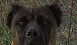 cane corso tigrato